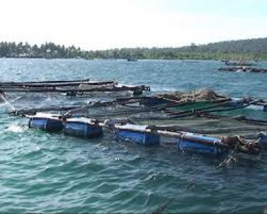 Bảo vệ môi trường trong nuôi trồng thủy sản